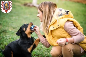 Mehr über den Artikel erfahren Rottweiler Züchter und Welpen in Sondershausen