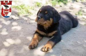 Mehr über den Artikel erfahren Rottweiler Züchter und Welpen in Spandau