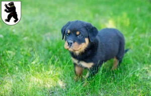 Mehr über den Artikel erfahren Rottweiler Züchter und Welpen in St. Gallen