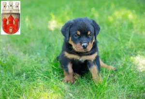 Mehr über den Artikel erfahren Rottweiler Züchter und Welpen in Stadthagen