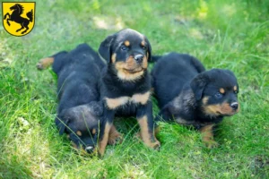 Mehr über den Artikel erfahren Rottweiler Züchter und Welpen in Stuttgart