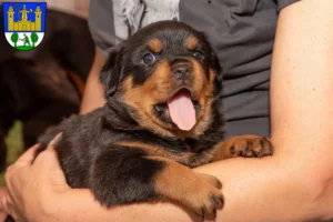 Mehr über den Artikel erfahren Rottweiler Züchter und Welpen in Tirschenreuth