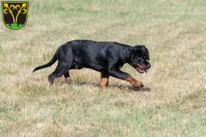 Mehr über den Artikel erfahren Rottweiler Züchter und Welpen in Traunstein