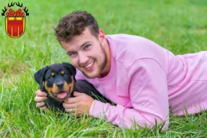 Mehr über den Artikel erfahren Rottweiler Züchter und Welpen in Tübingen