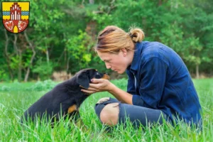 Mehr über den Artikel erfahren Rottweiler Züchter und Welpen in der Uckermark