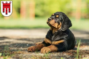 Mehr über den Artikel erfahren Rottweiler Züchter und Welpen in Vorarlberg