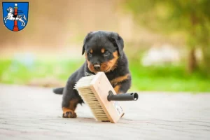 Mehr über den Artikel erfahren Rottweiler Züchter und Welpen in Wolfenbüttel