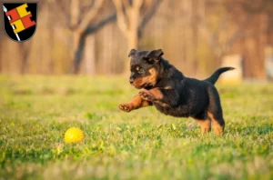 Mehr über den Artikel erfahren Rottweiler Züchter und Welpen in Würzburg