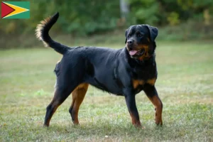 Mehr über den Artikel erfahren Rottweiler Züchter und Welpen in Guyana