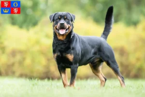 Mehr über den Artikel erfahren Rottweiler Züchter und Welpen in Hradec Králové