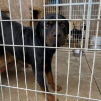 Döme - reinrassiger Rottweiler, schüchtern und lieb, 4 Jahre, mit Video