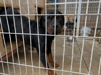 Döme - reinrassiger Rottweiler, schüchtern und lieb, 4 Jahre, mit Video