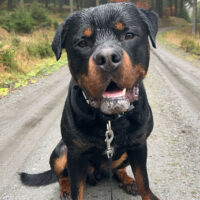 Rottweiler Odin sucht dringend schnellstmöglich ein neues Zuhause!