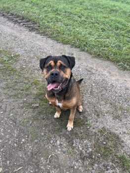 Rottweiler - Boxer Mischling