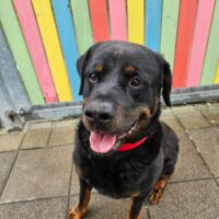 Rottweiler Manny sucht ein liebevolles Zuhause