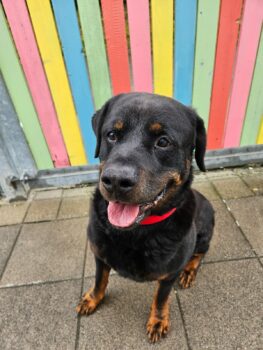 Rottweiler Manny sucht ein liebevolles Zuhause