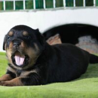 Rottweiler-Rüde aus ADRK Leistungszucht sucht neues Zuhause