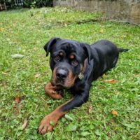 Rottweiler Rüde geb. 15.01.2023