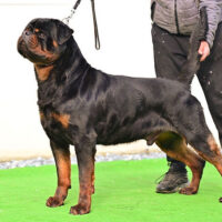 Rottweiler Wurfankündigung FCI Timit-Tor Blutlinie