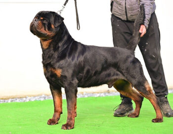 Rottweiler Wurfankündigung FCI Timit-Tor Blutlinie