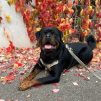 Wunderschöner Rottweiler Rüde Alpha 2,5 Jahre jung sucht ein neues Zu Hause.