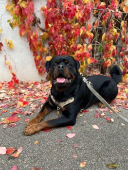 Wunderschöner Rottweiler Rüde Alpha 2,5 Jahre jung sucht ein neues Zu Hause.