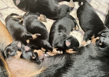 10 gesunde und agile Rottweiler Welpen zu vergeben!