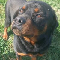 Bildschöne Rottweiler-Rüde DEKSTER - Liebenswerter Bollerkopf sucht Rotti-Fans