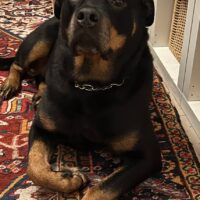 Rottweiler Rüde 9 Jahre alt sucht neues Zuhause