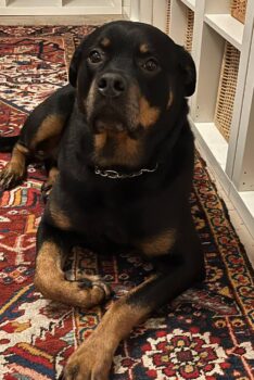 Rottweiler Rüde 9 Jahre alt sucht neues Zuhause